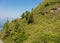 Slope of Mt. Rigi in Switzerland in summer