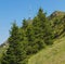 Slope of Mt. Rigi in Switzerland in summer