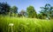 Slope overgrown with meadow grasses with daisies against a blue sky.