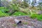 Slope in San Diego California with metal drainage pipes buried beneath dry soil