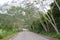 Slope tree on local road