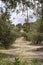 Slopes of the mountains of JaÃ©n with rows of olive trees and dandelion