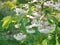 Sloping branch of sakura with a heavy bunch of lush white flowers