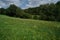 Sloping field with green grass and trees