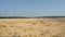 Sloping field of wheat in the autumn