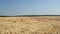 Sloping field of wheat in the autumn