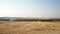 Sloping field of wheat in the autumn