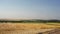 Sloping field of wheat and the road