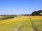 Sloping fields of ripening wheat in a patchwork summer landscape