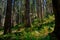 Sloping hillside in Jedediah Smith Redwoods State Park, CA