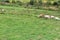 Sloping hillside with sheep and goats