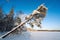 A sloping pine tree in the snow and sunlight on a frozen lake.