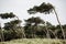 Sloping pine trees formed by the wind at Darss