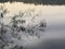 Sloping river reeds that are reflected in the smooth surface of the water.