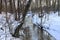 A sloping tree above the snowy creek bed.