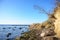 Sloping tree just before overthrowing at the edge of the washed out steep coast cliff on the German island Poel in the Baltic sea