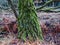 A sloping tree with a moss-covered trunk.