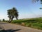 Sloping tree on the side of the road with a rice field background