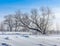 Sloping tree on a snowy field