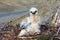 Sloppy chick like all children. Rough-legged Buzzard, tundra of the Novaya Zemlya archipelago