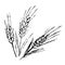 Sloppy grunge black and white vector drawing of three spikelets