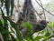 Sloth Animal hanging on Tree. Sloths are a group of arboreal Neotropical xenarthran mammals