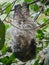 Sloth Animal hanging on Tree. Sloths are a group of arboreal Neotropical xenarthran mammals