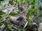 Sloth Animal hanging on Tree. Sloths are a group of arboreal Neotropical xenarthran mammals