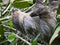 Sloth Animal hanging on Tree. Sloths are a group of arboreal Neotropical xenarthran mammals