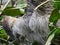 Sloth Animal hanging on Tree. Sloths are a group of arboreal Neotropical xenarthran mammals