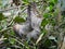 Sloth Animal hanging on Tree. Sloths are a group of arboreal Neotropical xenarthran mammals