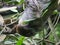 Sloth Animal hanging on Tree. Sloths are a group of arboreal Neotropical xenarthran mammals