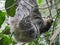 Sloth Animal hanging on Tree. Sloths are a group of arboreal Neotropical xenarthran mammals