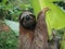 Sloth in a banana tree