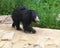 Sloth bear