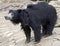 Sloth bear 7