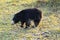 Sloth bear, also known as stickney or labiated bear