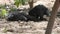 Sloth Bear Cubs or Babies Playing in the forest