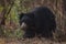 Sloth bear looking out from under bushes