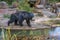 Sloth bear, Melursus ursinus, labiated bear with long lower lip. Wildlife animals