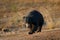 Sloth bear, Melursus ursinus, Ranthambore National Park, India. Wild Sloth bear nature habitat, wildlife photo. Dangerous black an