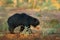 Sloth bear, Melursus ursinus, Ranthambore National Park, India. Wild Sloth bear nature habitat, wildlife photo. Dangerous black an