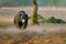 Sloth bear, Melursus ursinus, Ranthambore National Park, India. Wild Sloth bear nature habitat, wildlife photo. Dangerous black an