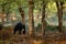 Sloth bear, Melursus ursinus, Ranthambore National Park, India. Wild Sloth bear nature habitat, wildlife photo. Dangerous black an