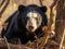 Sloth bear Melursus ursinus Ranthambore National Park India. Wild Sloth bear staring directly at camera wildlife photo