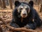 Sloth bear Melursus ursinus Ranthambore National Park India. Wild Sloth bear staring directly at camera wildlife photo