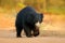 Sloth bear, Melursus ursinus, Ranthambore National Park, India. Wild Sloth bear staring directly at camera, wildlife photo. Danger