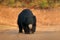 Sloth bear, Melursus ursinus, Ranthambore National Park, India. Wild Sloth bear staring directly at camera, wildlife photo. Danger