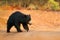 Sloth bear, Melursus ursinus, Ranthambore National Park, India. Wild Sloth bear staring directly at camera, wildlife photo. Wildli