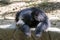 Sloth Bear Melursus ursinus  resting